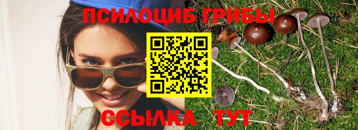 Псилоцибиновые грибы Psilocybine cubensis Канск