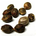 Семена марихуаны АК-47  (Seeds AK-47) в Канске